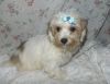 Gentle Morkie Pups ready for sale