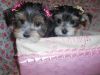 Toy Morkies Pups Nonshed 9wks 1boy Left