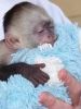 Top English Pure Breed Capuchin