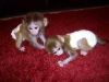 English vaccinated Capuchin Monkeys