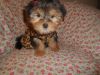 toy Morkies boy girl Nonshed 10 weeks