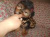 toy Morkies Nonshed puppies 10wks