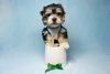 Morkie Puppy For Sale in LA