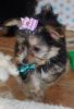 Potty Trained male and female Morkie puppies