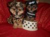 Toy Morkies nonshed 9wks