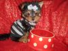 Toy Morkie Babydoll faces Nonshed 10wks