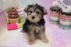 Morkie - Lucky - Male