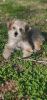 Female morkie for sale