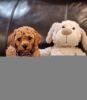 Mini Poodle APRI Registered