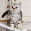 Munchkin Kittens Registered