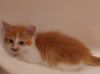 Too adorable male Munchkin kittens 8 weeks old ready for new homes