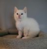 Clean Male & Female Munchkin Kittens For Sale
