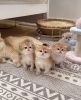Munchkin Kittens for Adoption