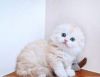 Munchkin and Scottish Fold Kittens For Rehomes