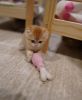 Adorable munchkin kittens for adoption