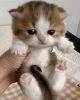 Munchkin kittens_Mini and Gucci