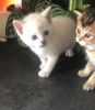 Fully Socialized Male and Female Munchkin Kittens