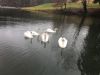 mute swans for sale