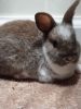 Dwarf bunny for sale