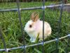 Beautiful bunny for sale in Florida