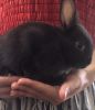 Young Netherland Dwarf Rabbit