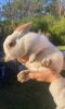 New Zealand Rabbits for Sale in Lumberton, NC