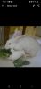 Lil white rabbit