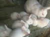 New Zealand White Rabbits for sale in CA