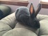 American Blue rabbits for sale in CA