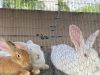 Rabbits for sale/ Vendiendo Conejos
