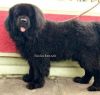 Newfoundland puppies available for sale in Bangalore - Simha kennels