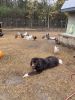 Newfoundland Dog Puppies