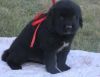 Black Newfoundland Puppies For Sale