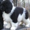 Newfoundland puppies for sale