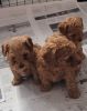 Gorgeous toy red yorkie poo puppies