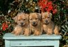 Beautiful Litter Of Norfolk Terrier Pups For Sale