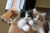 Norwegian orest Kittens Available