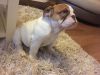 Male and Female Olde English Bulldogs puppies