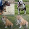 Olde English bulldogge puppy ready for her furever home