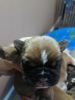 Old English bulldogs for sale