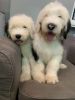 Male old English sheepdog puppies