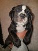 Olde English Bulldogges for Sale