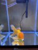 Full grown Fancy Oranda Goldfish