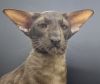 OSH Oriental Shorthair Male Cat