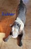 Great Dane/Italian Mastiff puppies