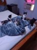 Kittens ready for their furever home