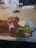 Red nose pit xl 5 month old boy... need shots..