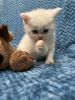 Cute Little Male & Female Napoleon Kittens