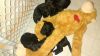 3 IDCR Registred Black Whoodle Puppies Males
