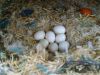 Candle Tested Fertile parrot eggs